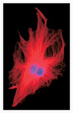 alpha Tubulin Antibody in Immunocytochemistry (ICC/IF)