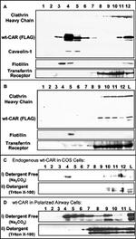 Transferrin Receptor Antibody in Western Blot (WB)