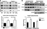 Transferrin Receptor Antibody in Western Blot (WB)