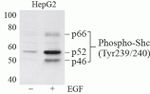 Phospho-SHC (Tyr239, Tyr240) Antibody in Western Blot (WB)