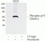 Phospho-p53 (Thr81) Antibody in Western Blot (WB)