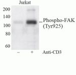 Phospho-FAK (Tyr925) Antibody in Western Blot (WB)