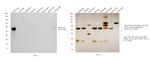 Rabbit IgG (H+L) Highly Cross-Adsorbed Secondary Antibody