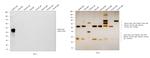 Rabbit IgG (H+L) Highly Cross-Adsorbed Secondary Antibody in Western Blot (WB)