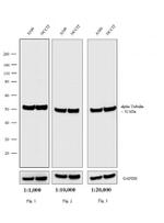 Rat IgG (H+L) Cross-Adsorbed Secondary Antibody in Western Blot (WB)