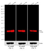 Mouse IgG (H+L) Cross-Adsorbed Secondary Antibody in Western Blot (WB)