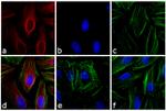 Mouse IgG1 Cross-Adsorbed Secondary Antibody in Immunocytochemistry (ICC/IF)