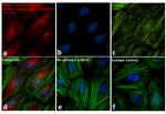 Rabbit IgG (H+L) Highly Cross-Adsorbed Secondary Antibody in Immunocytochemistry (ICC/IF)