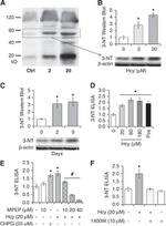 Nitrotyrosine Antibody in Western Blot (WB)