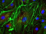 ATPIF1 Antibody in Immunocytochemistry (ICC/IF)