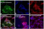 Mouse IgG (H+L) Secondary Antibody in Immunocytochemistry (ICC/IF)