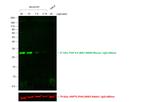 Mouse IgG (H+L) Secondary Antibody in Western Blot (WB)