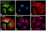 Mouse IgG (H+L) Secondary Antibody in Immunocytochemistry (ICC/IF)