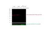 Mouse IgG (H+L) Secondary Antibody in Western Blot (WB)