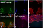 Rabbit IgG (Heavy chain) Secondary Antibody in Immunocytochemistry (ICC/IF)