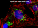 Rabbit IgG (Heavy chain) Secondary Antibody in Immunocytochemistry (ICC/IF)