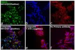 Mouse IgG (H+L) Secondary Antibody in Immunocytochemistry (ICC/IF)