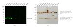 Mouse IgG (H+L) Secondary Antibody in Western Blot (WB)