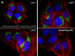 Mouse IgG (H+L) Secondary Antibody in Immunocytochemistry (ICC/IF)