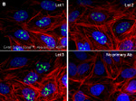 Mouse IgG (H+L) Secondary Antibody in Immunocytochemistry (ICC/IF)