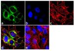 Mouse IgG (H+L) Secondary Antibody in Immunocytochemistry (ICC/IF)