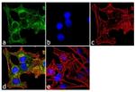 Mouse IgG (H+L) Secondary Antibody in Immunocytochemistry (ICC/IF)