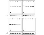 Mouse IgG (H+L) Secondary Antibody in Western Blot (WB)