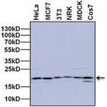 Mouse IgG (H+L) Secondary Antibody in Western Blot (WB)