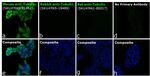 Mouse IgG (H+L) Highly Cross-Adsorbed Secondary Antibody in Immunocytochemistry (ICC/IF)