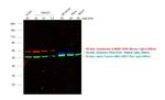 Mouse IgG (H+L) Highly Cross-Adsorbed Secondary Antibody in Western Blot (WB)