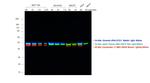 Mouse IgG (H+L) Highly Cross-Adsorbed Secondary Antibody in Western Blot (WB)