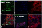 Rabbit IgG (H+L) Highly Cross-Adsorbed Secondary Antibody in Immunocytochemistry (ICC/IF)