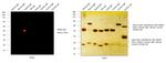 Rabbit IgG (H+L) Highly Cross-Adsorbed Secondary Antibody