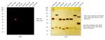 Rabbit IgG (H+L) Highly Cross-Adsorbed Secondary Antibody in Western Blot (WB)