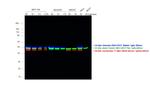 Rabbit IgG (H+L) Highly Cross-Adsorbed Secondary Antibody in Western Blot (WB)