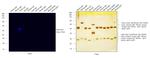 Rabbit IgG (H+L) Highly Cross-Adsorbed Secondary Antibody in Western Blot (WB)