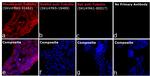 Mouse IgG (H+L) Highly Cross-Adsorbed Secondary Antibody in Immunocytochemistry (ICC/IF)