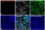 Rabbit IgG (H+L) Highly Cross-Adsorbed Secondary Antibody in Immunocytochemistry (ICC/IF)