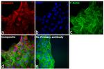 Chicken IgY (H+L) Cross-Adsorbed Secondary Antibody in Immunocytochemistry (ICC/IF)