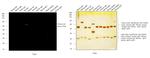 Chicken IgY (H+L) Cross-Adsorbed Secondary Antibody