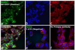 Mouse IgG (H+L) Highly Cross-Adsorbed Secondary Antibody in Immunocytochemistry (ICC/IF)