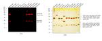 Mouse IgG (H+L) Highly Cross-Adsorbed Secondary Antibody