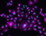 Rabbit IgG (H+L) Highly Cross-Adsorbed Secondary Antibody in Immunocytochemistry (ICC/IF)