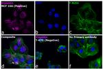 Rabbit IgG (H+L) Highly Cross-Adsorbed Secondary Antibody in Immunocytochemistry (ICC/IF)