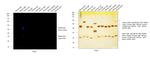 Rabbit IgG (H+L) Highly Cross-Adsorbed Secondary Antibody