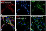 Goat IgG (H+L) Highly Cross-Adsorbed Secondary Antibody in Immunocytochemistry (ICC/IF)