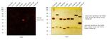 Goat IgG (H+L) Highly Cross-Adsorbed Secondary Antibody in Western Blot (WB)