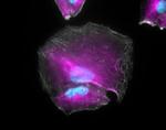 Goat IgG (H+L) Highly Cross-Adsorbed Secondary Antibody in Immunocytochemistry (ICC/IF)