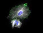 Goat IgG (H+L) Highly Cross-Adsorbed Secondary Antibody in Immunocytochemistry (ICC/IF)