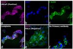 Goat IgG (H+L) Highly Cross-Adsorbed Secondary Antibody in Immunocytochemistry (ICC/IF)